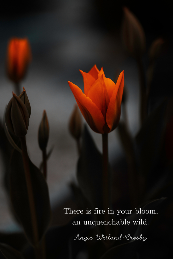 growth quote with beautiful orange daffodils | Photo by Eberhard Grossgasteiger