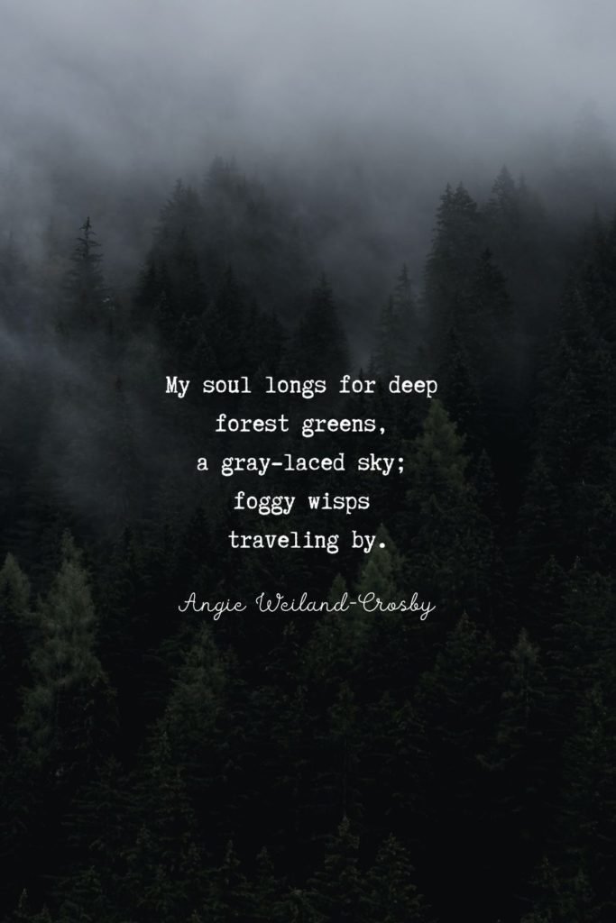 forest quote with nature photography of foggy treetops | Photo by Eberhard Grossgasteiger