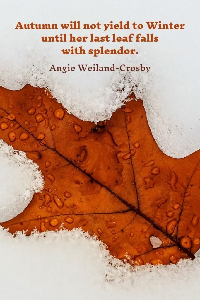 Beautiful fall leaf in the snow | Photo by Michael and Diane Weidner