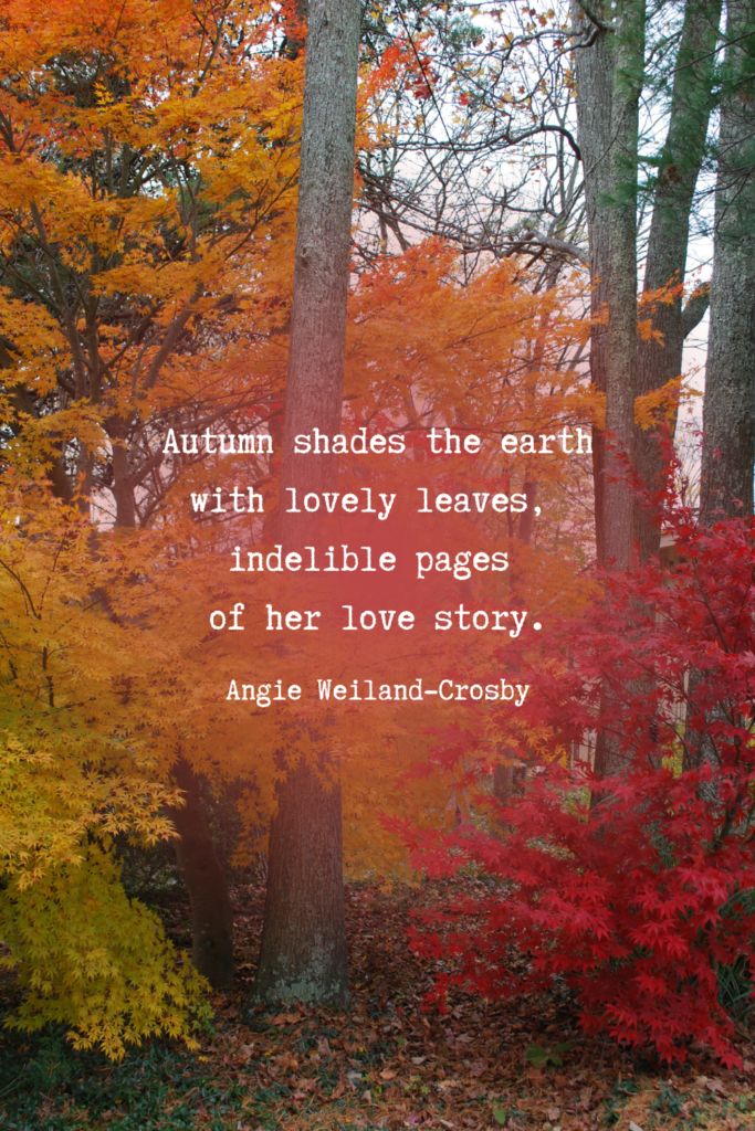 Beautiful colored fall trees by Angie Weiland-Crosby