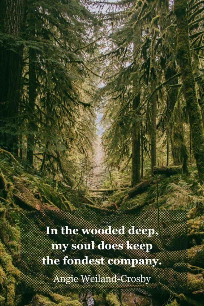 forest quote with nature photography of the deep green woods by Tuce, Unsplash
