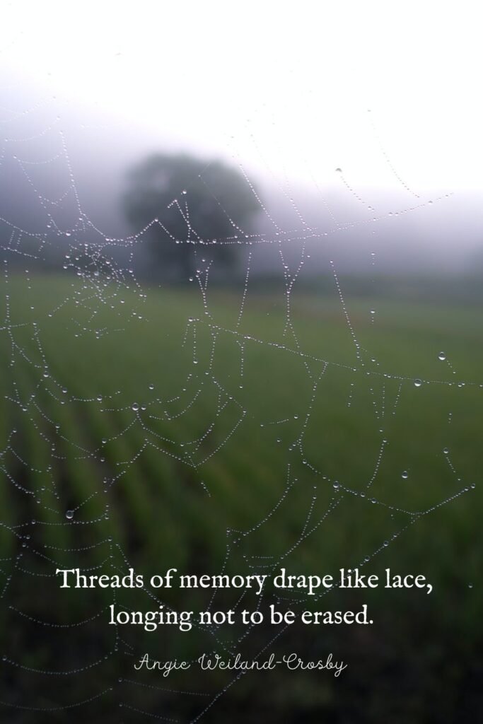 Nature Photography of a spider web and raindrops by Genta Mochizaw