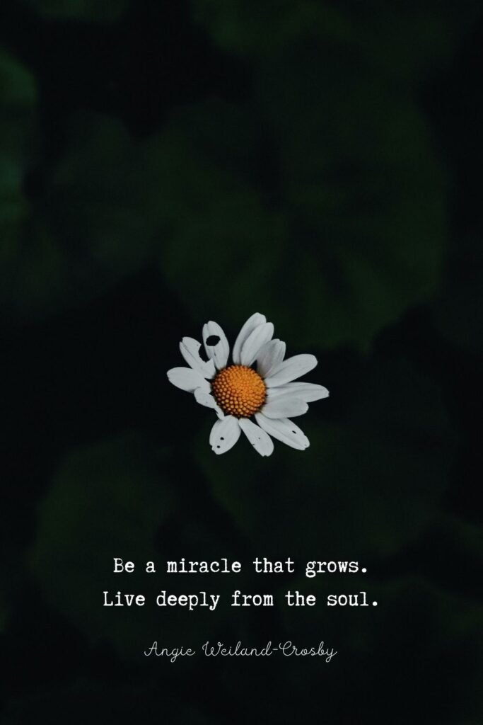 Soul Quote with Nature Photography of a Daisy by Eberhard Grossgasteiger