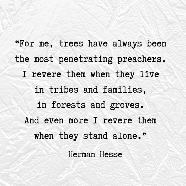 tree quote by Herman Hesse
