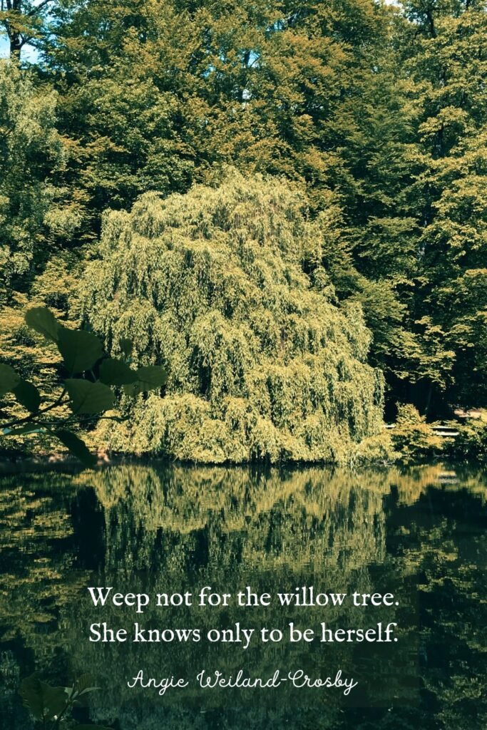 Nature Photography of a Weeping Willow Tree by Jannic Bohme