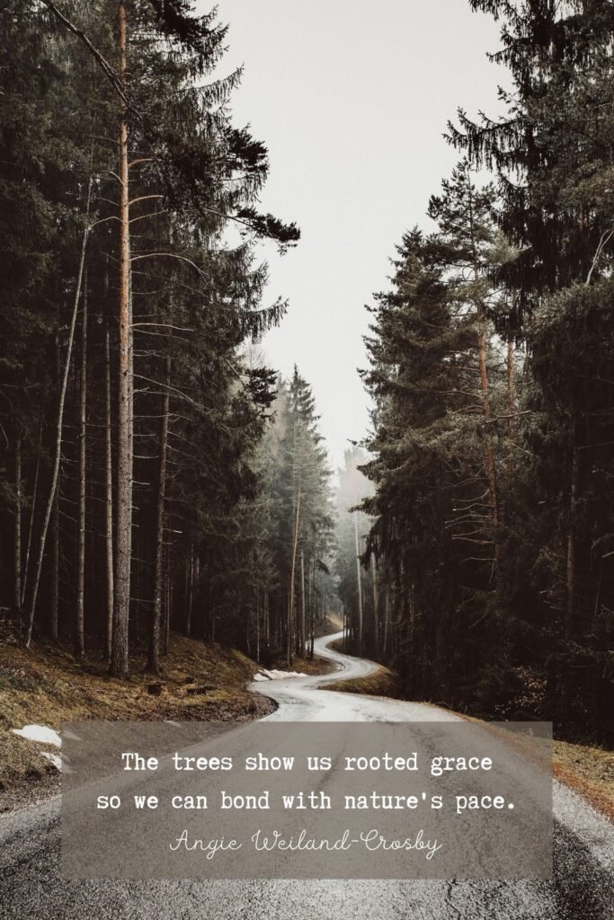 Nature Photography of Pines and a Windy Road by Eberhard Grossgasteiger 