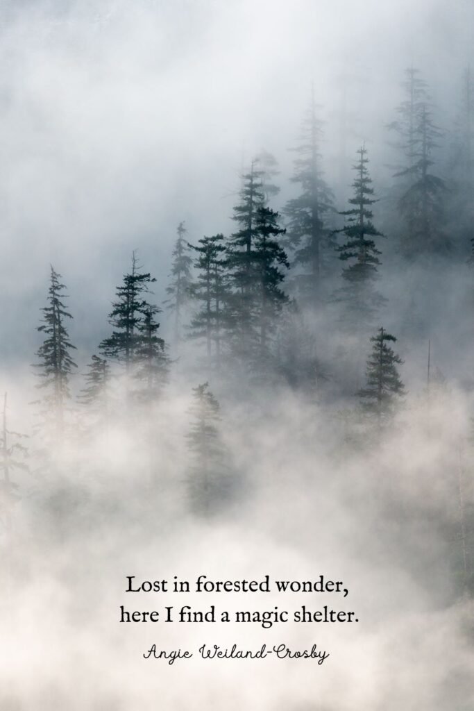 Forest Quote and Misty Forest by Dave on Unsplash