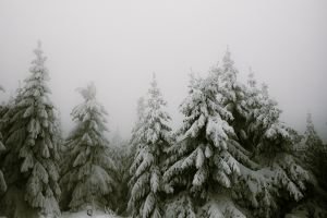 Winter Quotes & Snow Quotes to Make Your Soul Sparkle