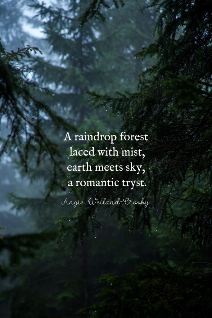 Raindrop Forest Photography by Jonathan Klok 