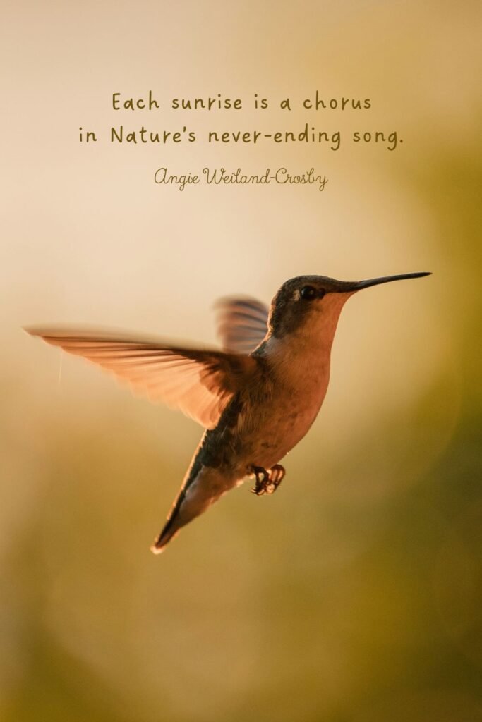 Nature Photography of a Hummingbird at Sunrise by Mark Olsen