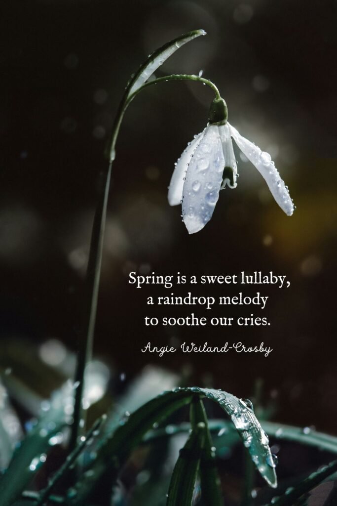 Spring Flower with Raindrops by Eberhard Grossgasteiger 