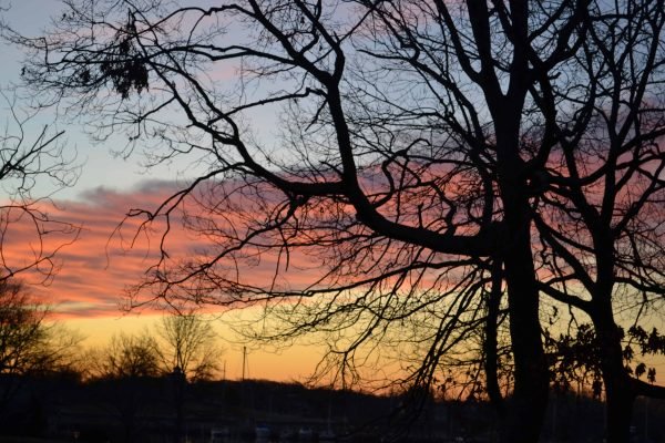 a winter horizon with trees...